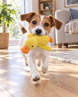 Jack Russell niesie małą kaczkę