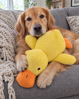 Golden retriever z dużą kaczką na kanapie